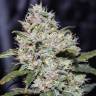 где заказать семена конопли Auto Gorilla Glue feminised Fast Buds