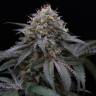 семена конопли недорого Sugar Breath feminised Humboldt Seeds
