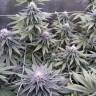 семена конопли Россия Sugar Breath feminised Humboldt Seeds
