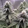 заказ семян конопли Спб Sugar Breath feminised Humboldt Seeds