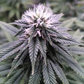 Sugar Breath feminised Humboldt Seeds