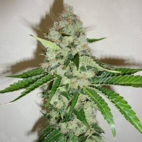 Blackberry feminised Nirvana Seeds