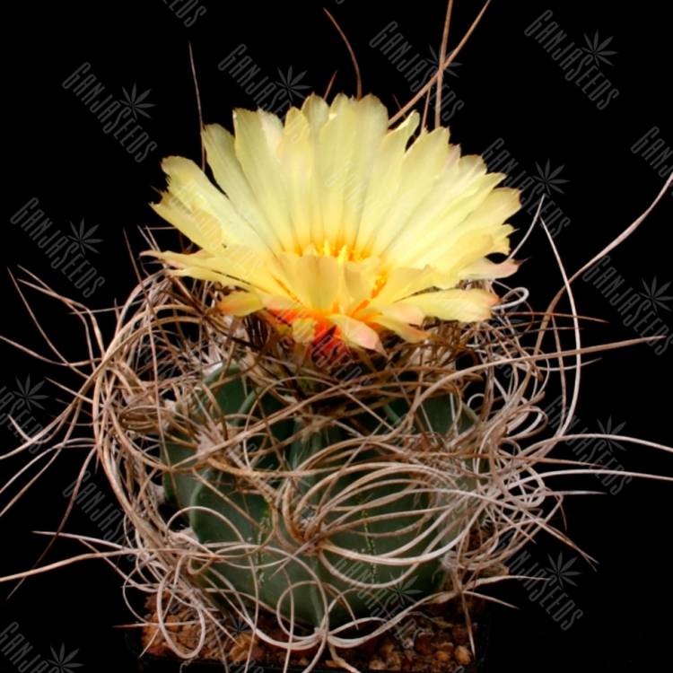 Семена кактуса Astrophytum senile