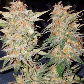 Yolka (Spruce) feminised Ganja Seeds