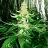 семена конопли феминизированные Auto AK feminised