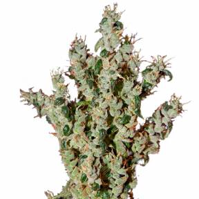 NL5 Haze Mist feminised Green House Seeds