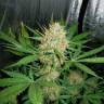конопли скороспелый купить Auto CBD White Widow feminised