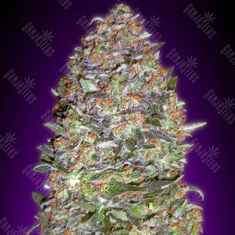 заказ семян конопли Auto NYC Diesel feminised Advanced Seeds