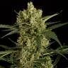 семена конопли курьером Auto Original Amnesia feminised Dinafem Seeds