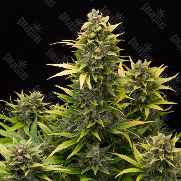 хорошие семена конопли Auto Original Amnesia feminised Dinafem Seeds