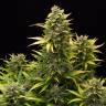 хорошие семена конопли Auto Original Amnesia feminised Dinafem Seeds