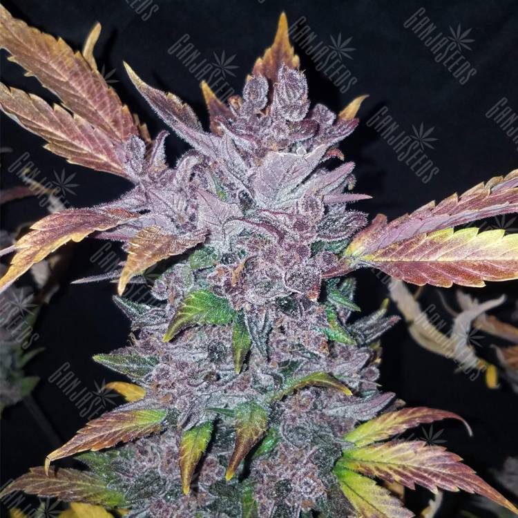 где можно заказать семена конопли Auto LSD-25 feminised Fast Buds
