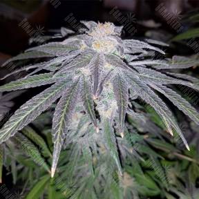 707 Truthband by Emerald Mountain feminised Humboldt Seeds