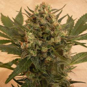 Chrystal feminised Nirvana Seeds
