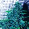 семена конопли дешево Sweet Purple feminised Paradise Seeds