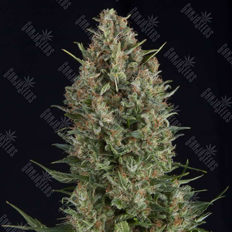 семена конопли индика Wembley feminised Pyramid Seeds