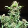 семена конопли курьером Wembley feminised Pyramid Seeds