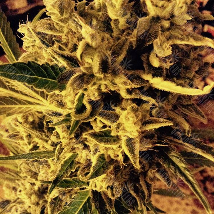 семена конопли Россия Royal Cheese (Fast Flowering) feminised Royal Queen