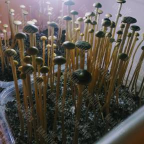 Panaeolus Cyanescens Wild Coast African