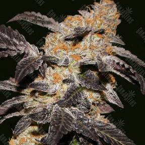 Hash Passion feminised Ganja Seeds