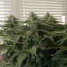 семена сортовой конопли Afghan feminised