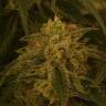качественные семена конопли Afghan feminised
