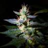 семена конопли аутдор Auto Jack feminised