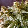 семена индийской конопли Auto Jack feminised