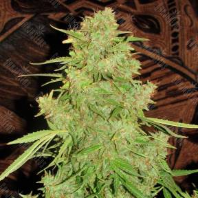 Auto Skaar feminised GanjaVIP Seeds