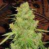 Auto Skaar feminised GanjaVIP Seeds