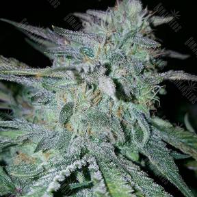 Alaskan Ice feminised Green House Seeds