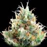 семена конопли интернет магазин Alaskan Ice feminised Green House Seeds