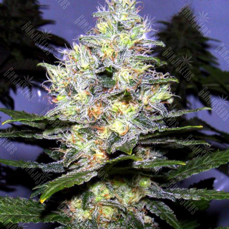 семена конопли элитных сортов Passion Fruit feminised