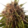 семена конопли с доставкой Passion Fruit feminised