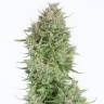 Blue Thai feminised Dinafem Seeds