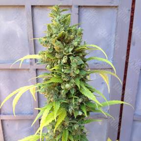 Auto Adonis feminised Bang Seeds