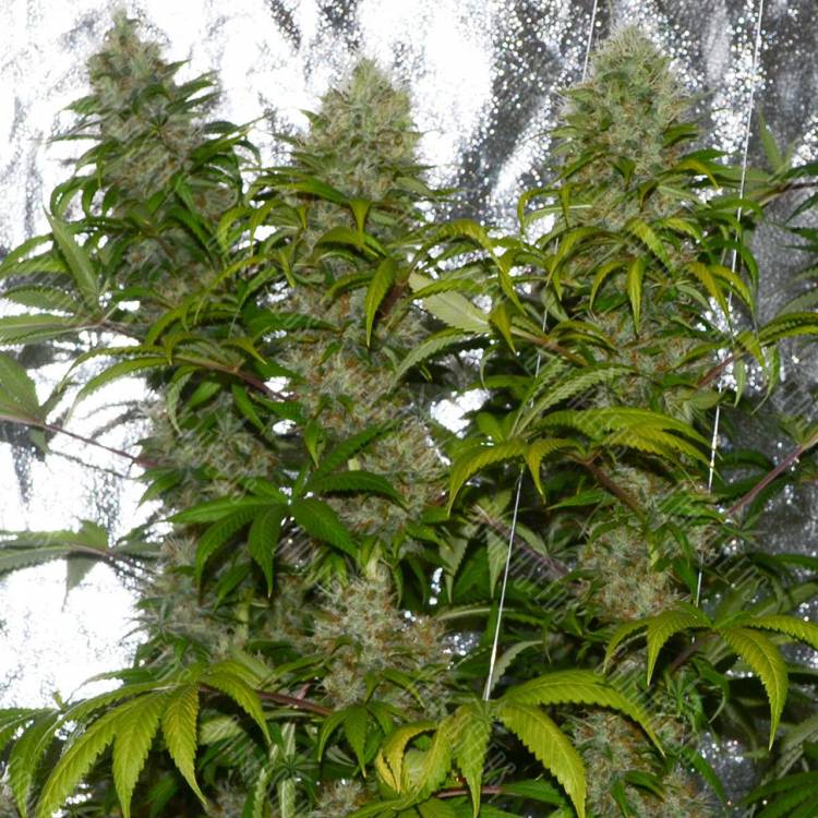 семена конопли марихуаны La Blanca regular Ganja Seeds