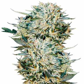 Auto Sugar Gom regular Ganja Seeds