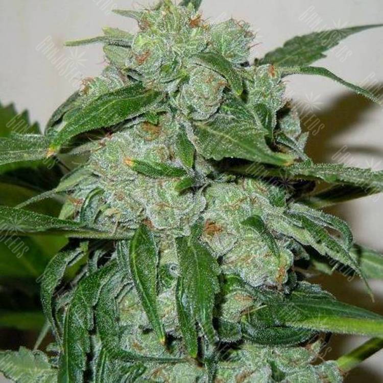 семена конопли скороспелый купить Auto Chronic Ryder feminised Doctors Choice