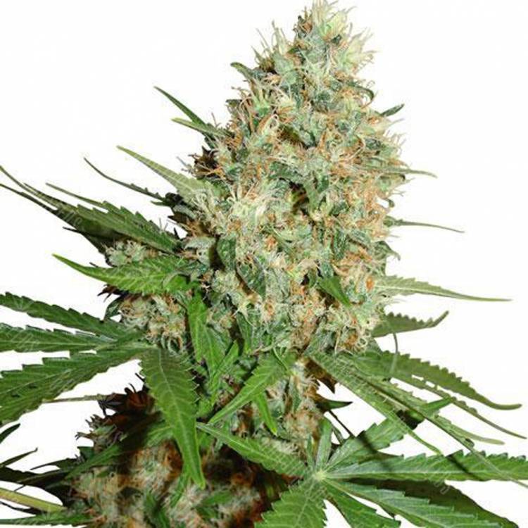 где можно заказать семена конопли Trainwreck feminised Humboldt Seeds