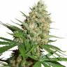 где можно заказать семена конопли Trainwreck feminised Humboldt Seeds