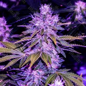 Space Cookies feminised Paradise Seeds