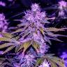 семена конопли интернет магазин Space Cookies feminised Paradise Seeds