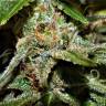 семена конопли феминизированные Space Cookies feminised Paradise Seeds
