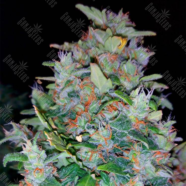 семена конопли марихуаны White Widow feminised Pyramid Seeds