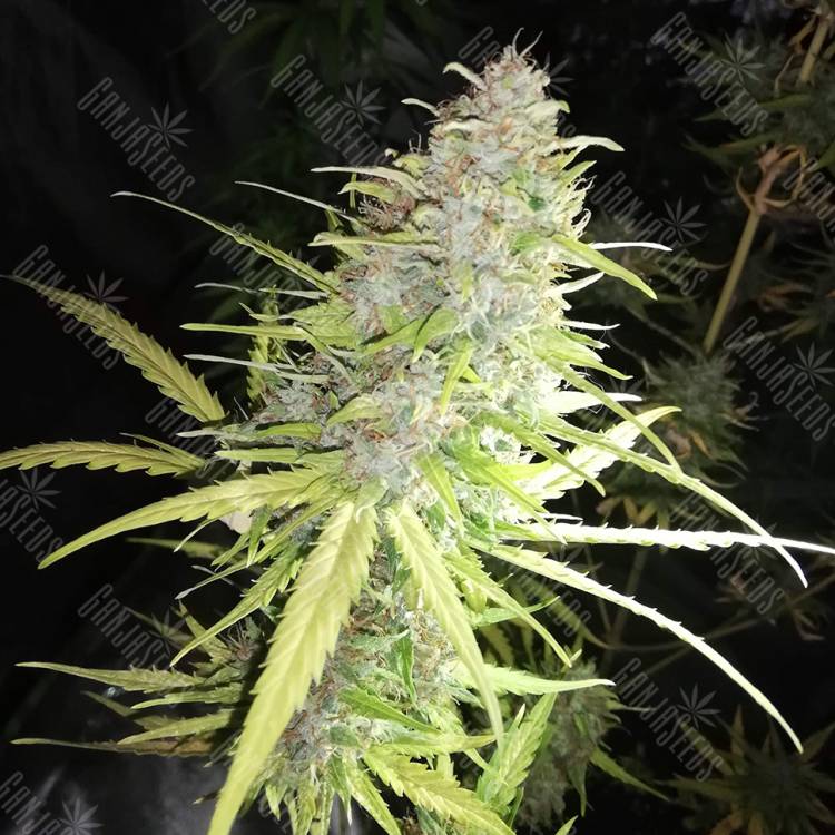 семена конопли Speedy Chile (Fast Flowering) feminised Royal Queen