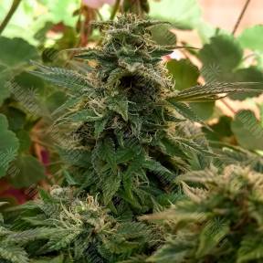 Sweet Cheese F1 Fast Version feminised Sweet Seeds