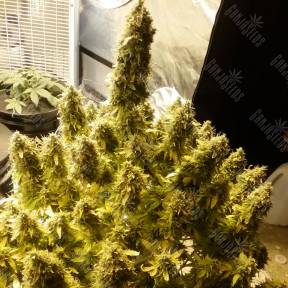 Auto + Speed feminised Ganja Seeds