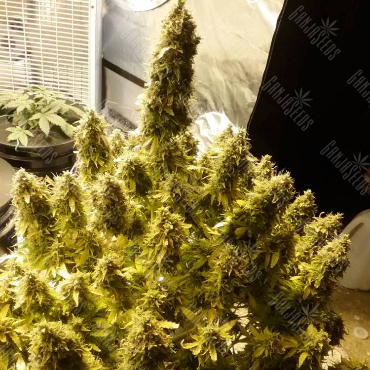 Семена конопли Auto + Speed feminised Ganja Seeds