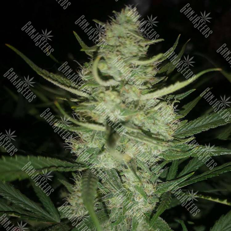 Auto Gelato fem купить семена каннабиса данного сорта